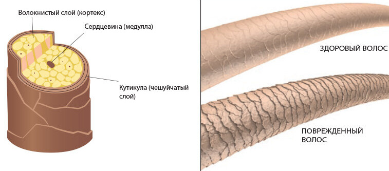 Фото: строение волоса